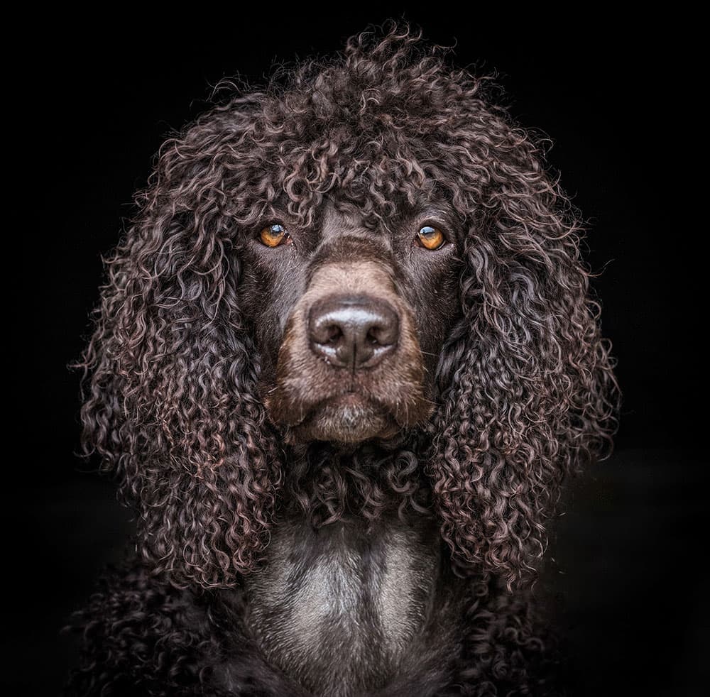 Andy Biggar dogs portraits