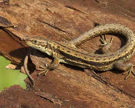 British reptiles lizard
