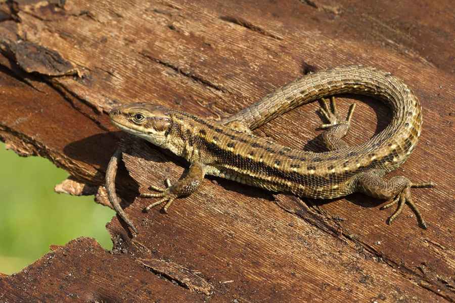 British reptiles lizard