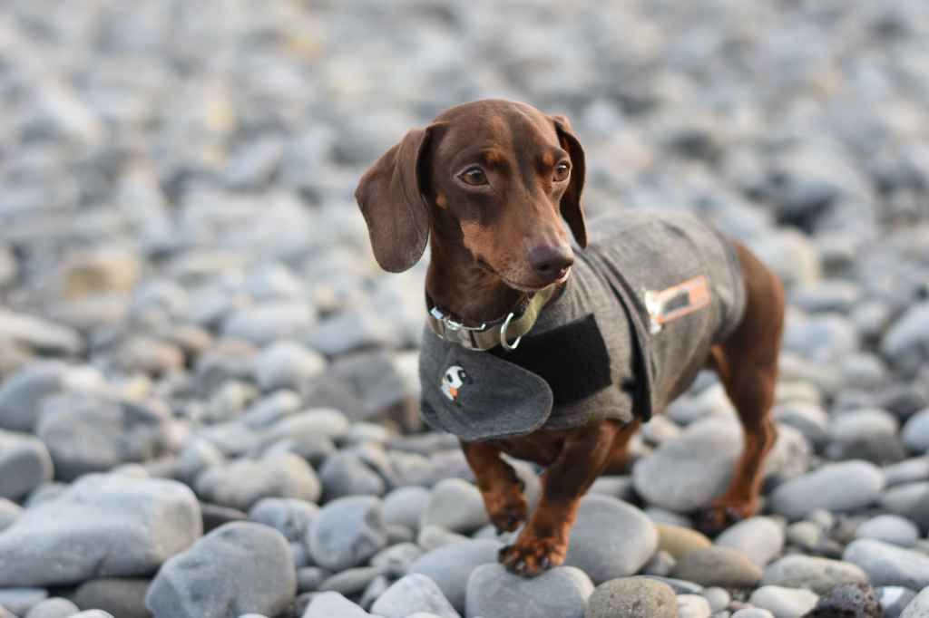 Nikon D5600 sample image Daschund dog on pebbly beach