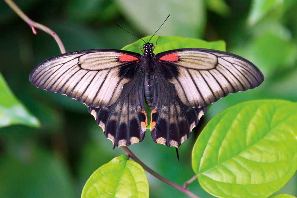 Pentax One Push Bracketing butterfly