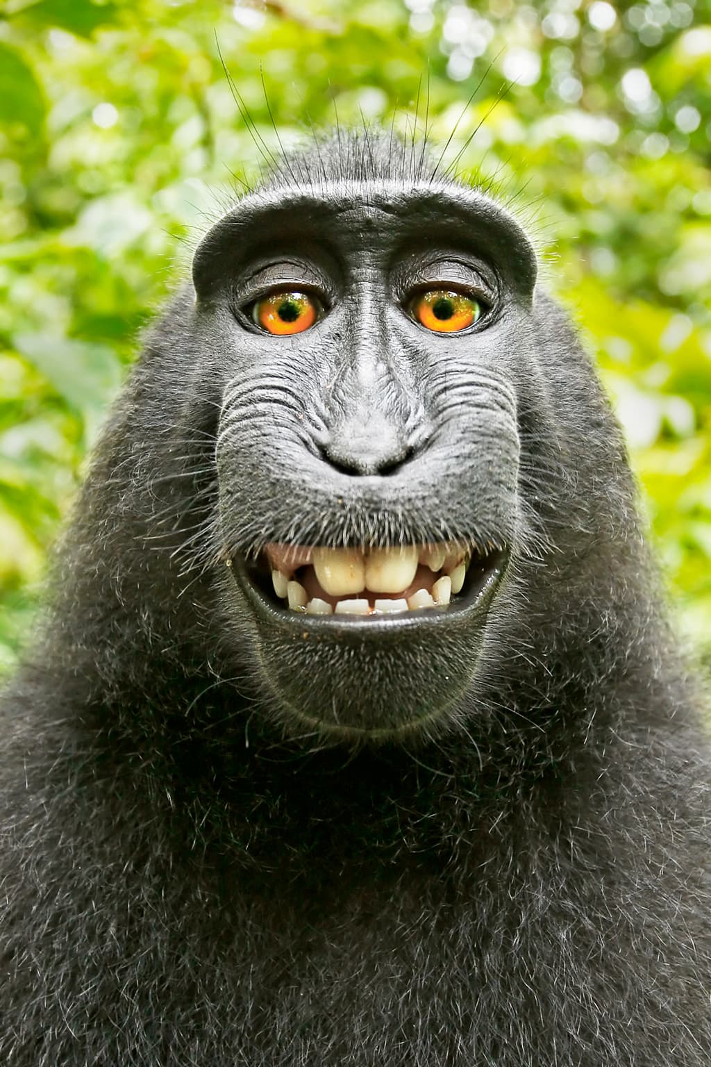 monkey selfie