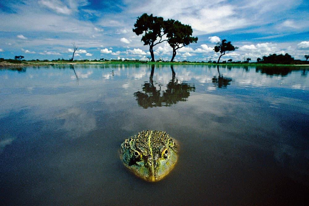 Into Africa African bullfrog