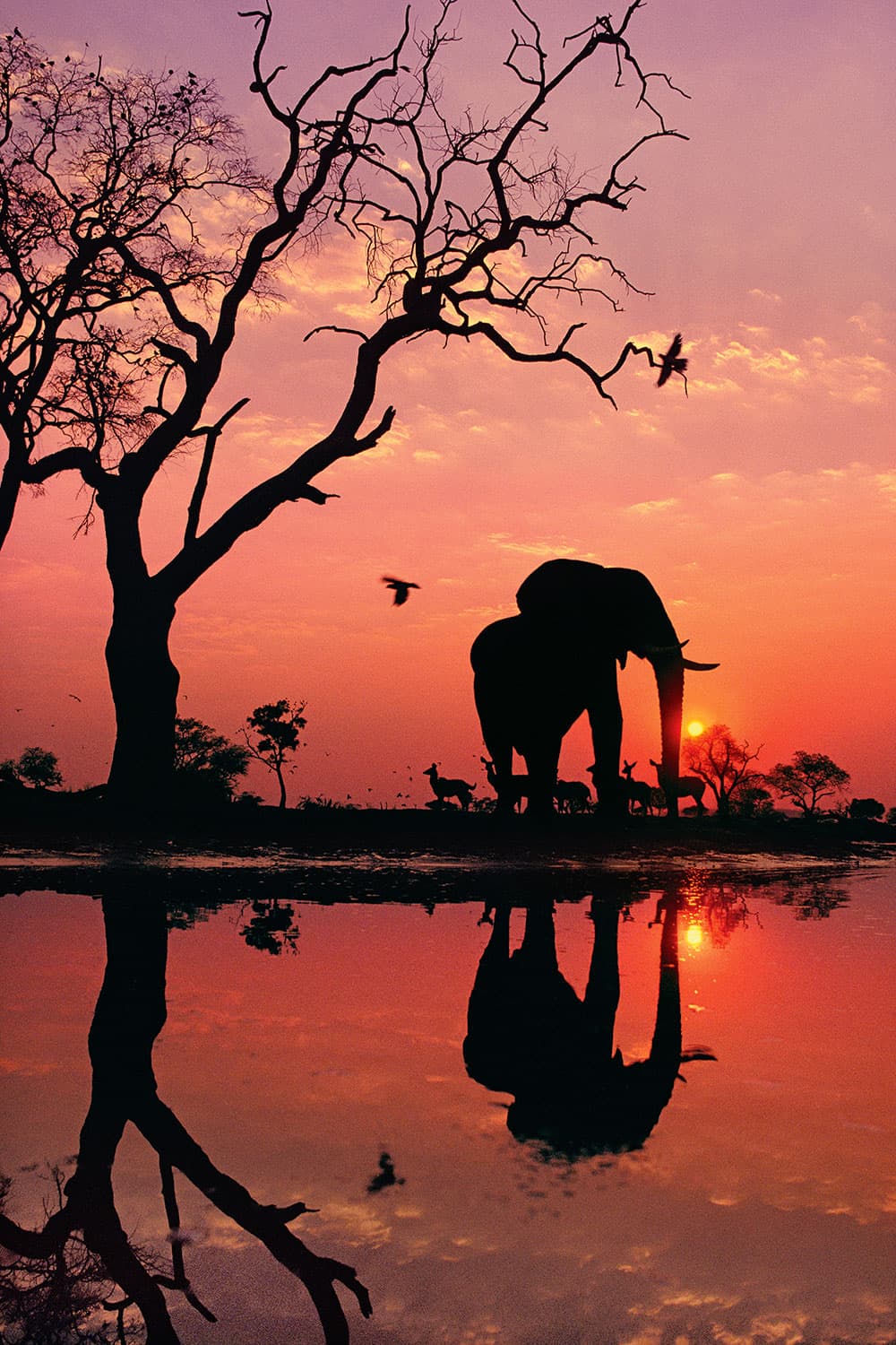 Into Africa African elephant at dawn