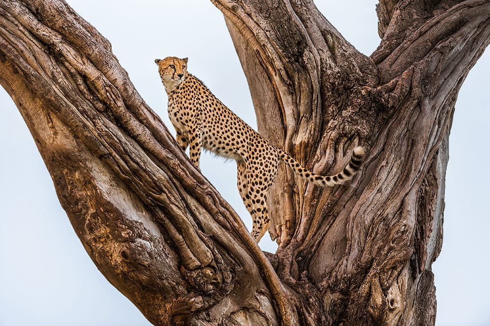 Into Africa Male cheetah in fig tree