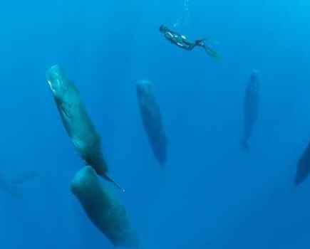 Sperm Whales Franco Banfi