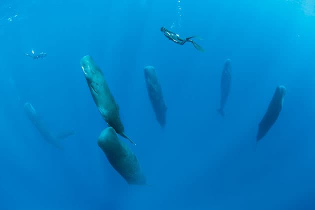 Sperm Whales Franco Banfi