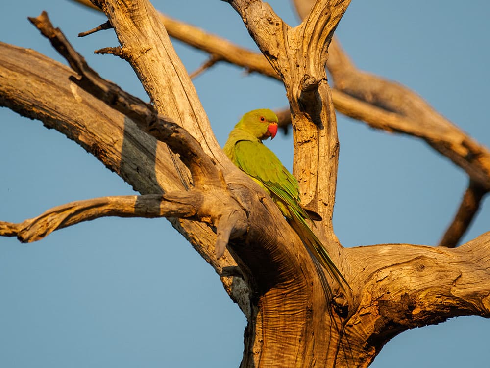 Using classic lenses Tamron SP 500mm f8 mirror lens