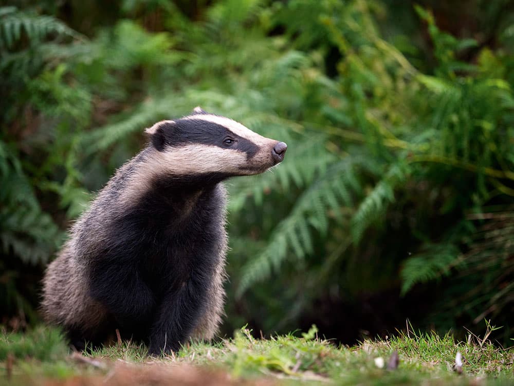 low light badger early in morning