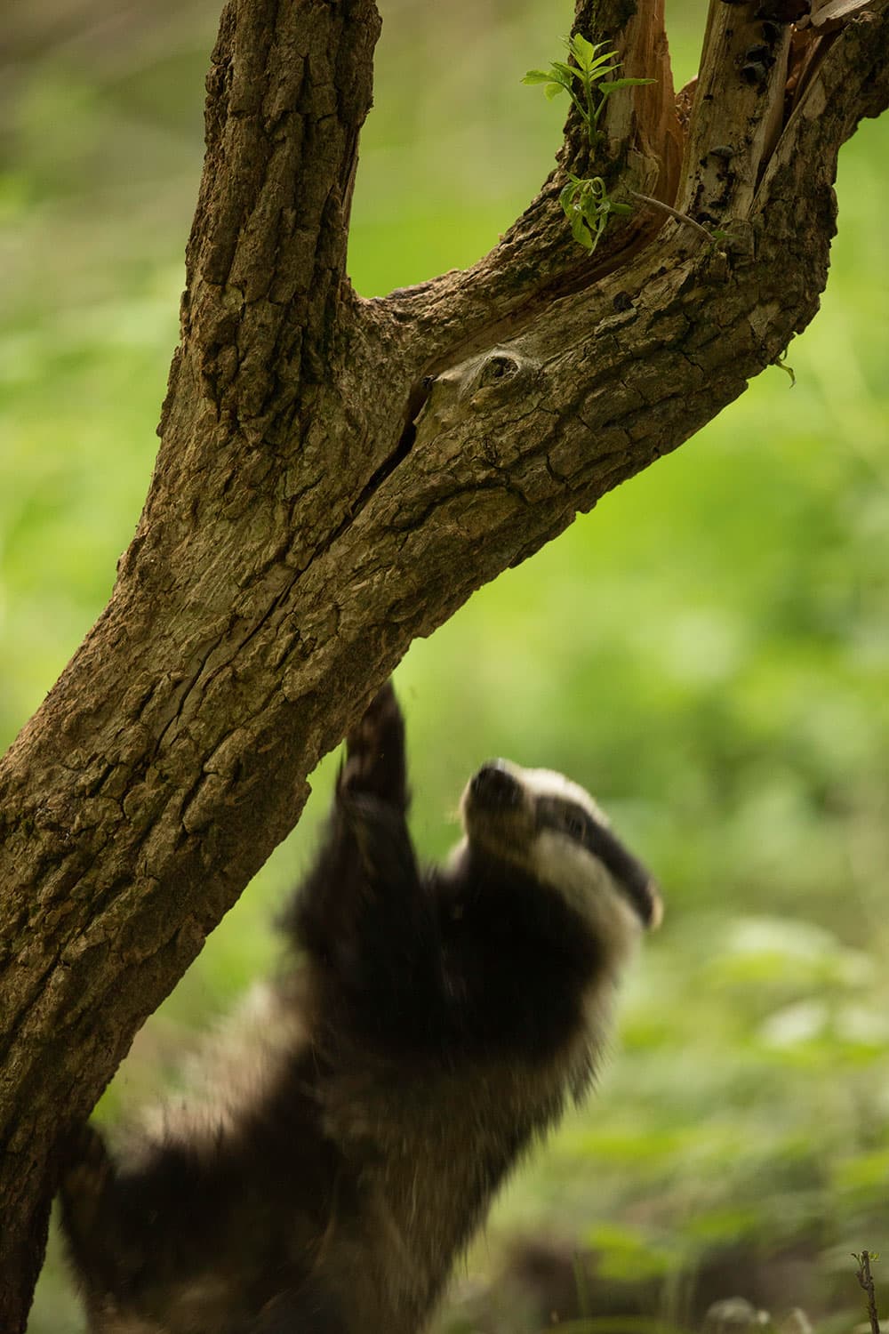 Low light shot of a badger climbing a tree