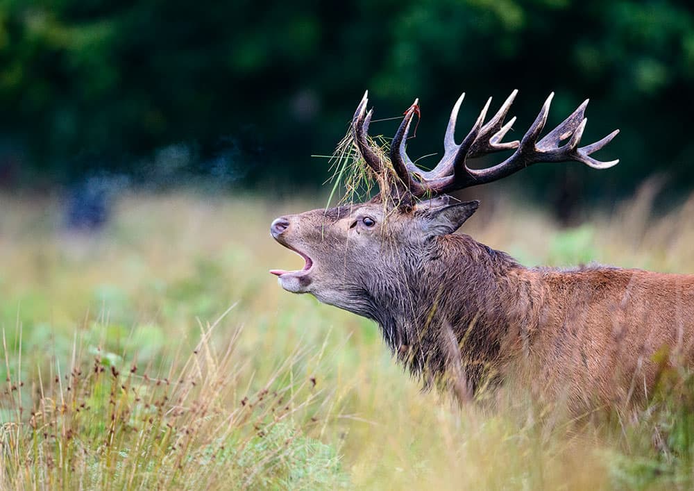 Red deer male bellowing