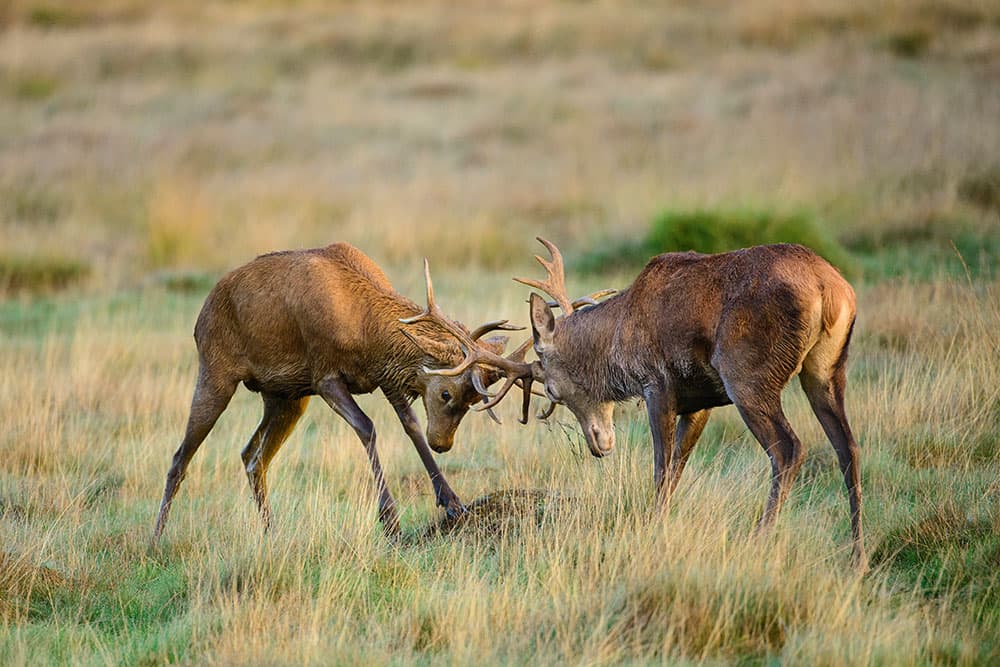 Red deer rut