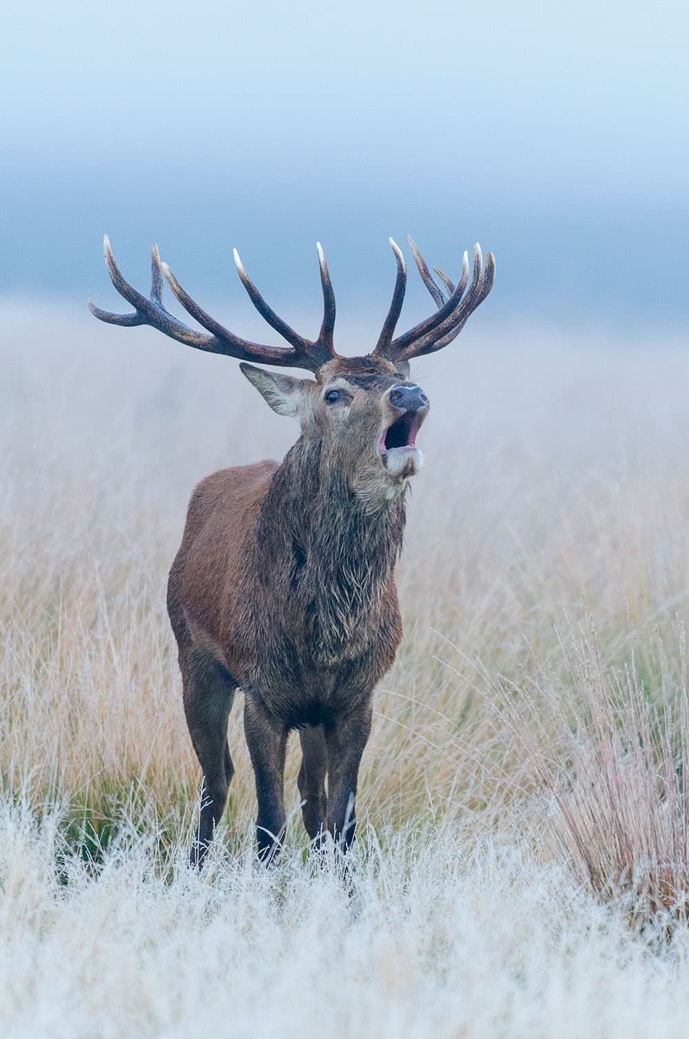 Red deer stag