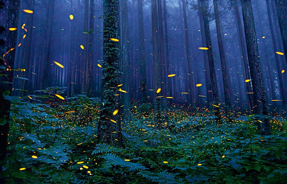 Fireflies Tim Flach