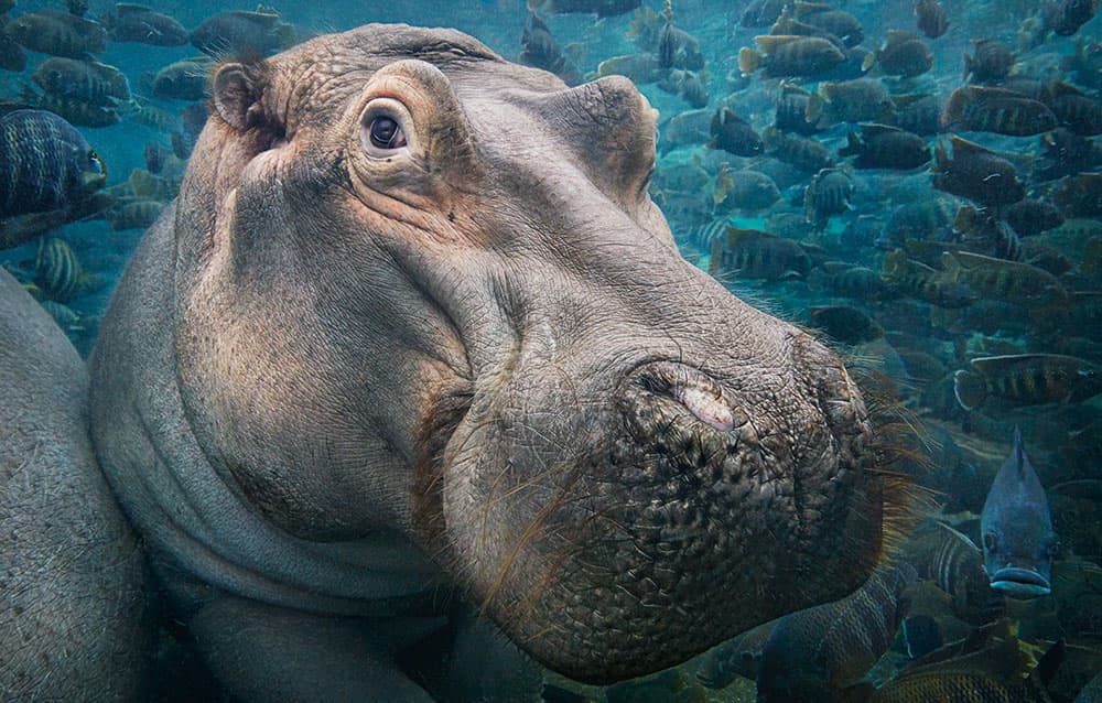 Hippopotamus Underwater Tim Flach