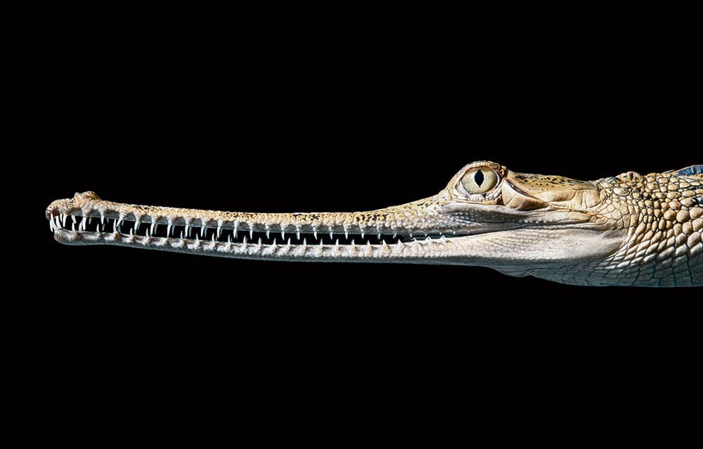 Indian Gharial Tim Flach
