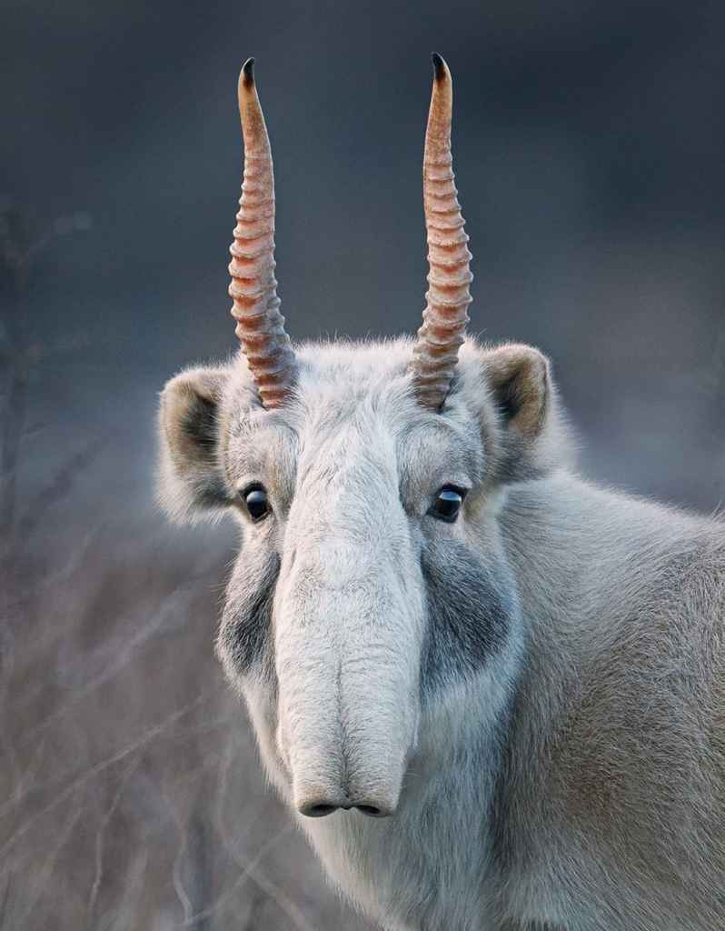 Saiga Tim Flach