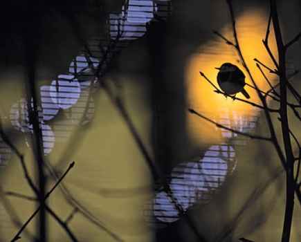 British Wildlife Photography Awards