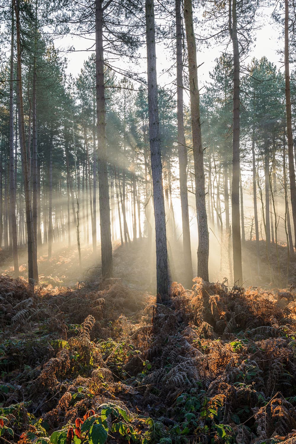 James Abbott, Delamere Forest