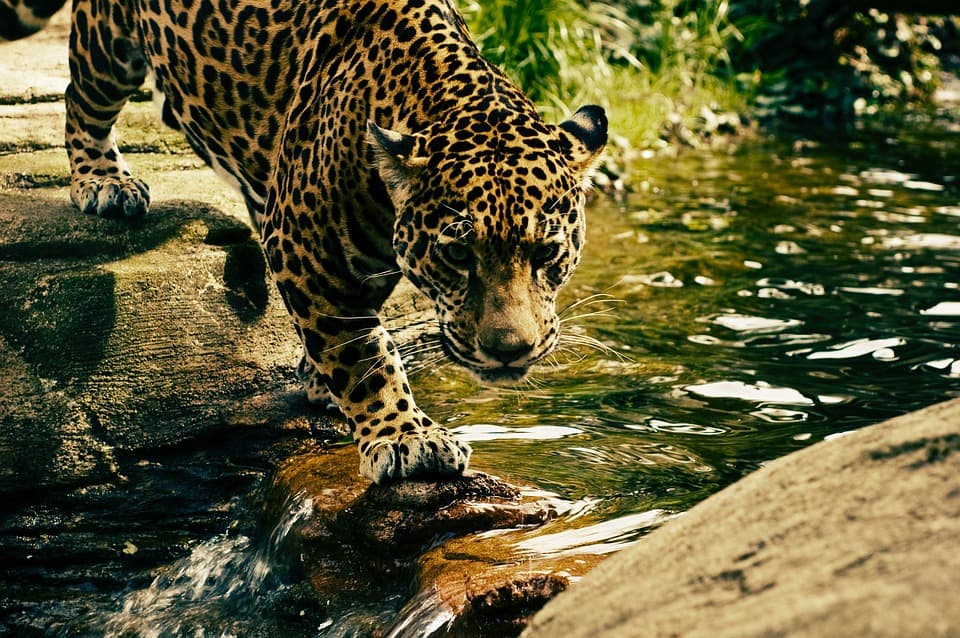 Leopard, Predator, Wild cat image