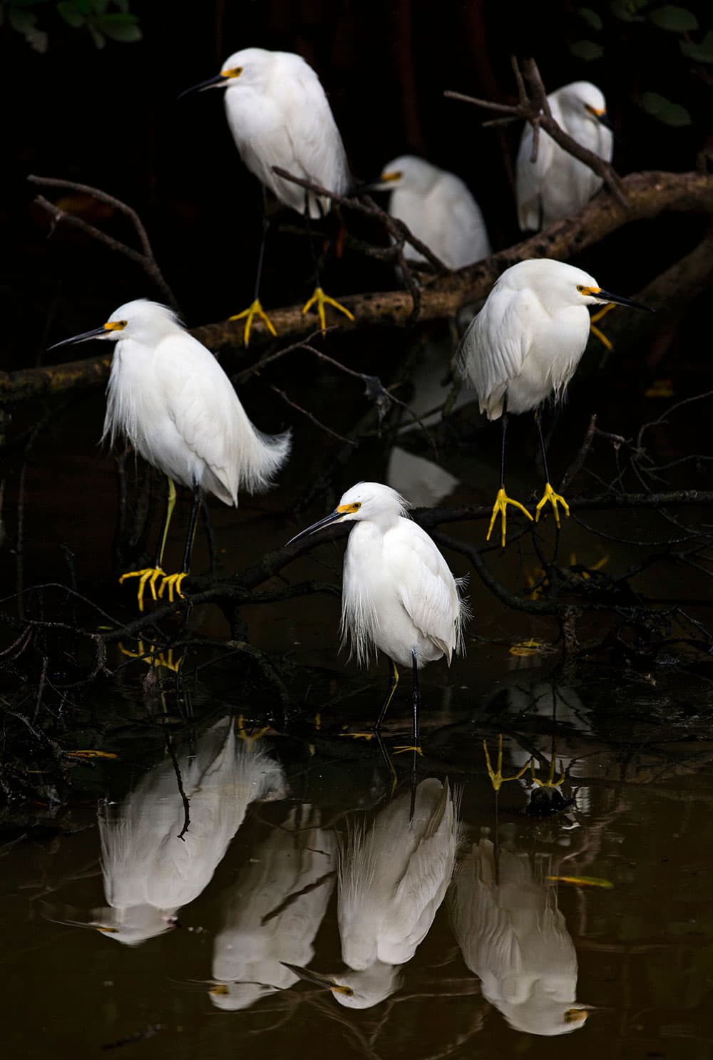 Egrets, J N Ding Darling National Wildlife Refuge, USA