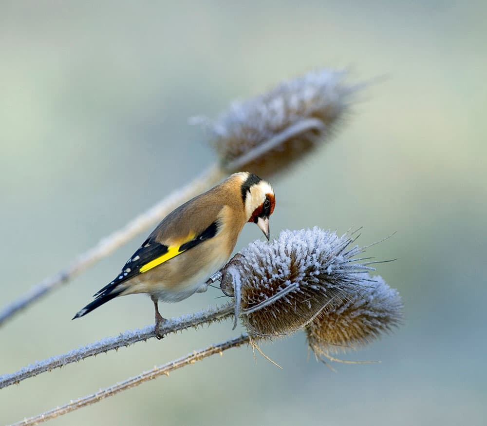 Garden birds goldfinch