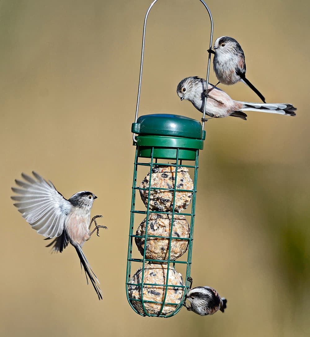 Garden birds long-tailed tits feeding
