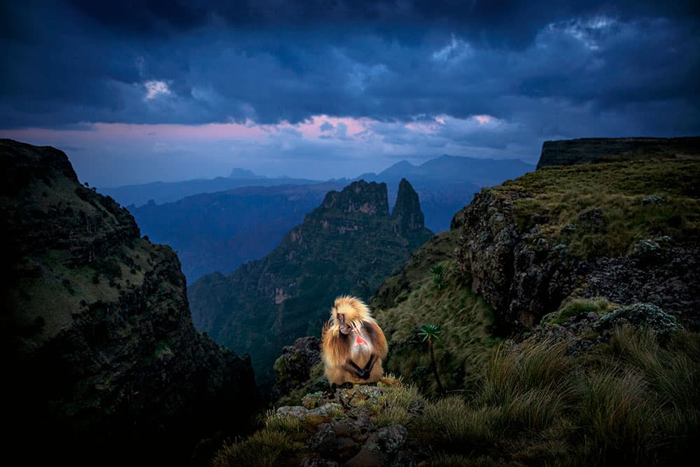Gelada monkey, Simien Mountains National Park, Ethiopia