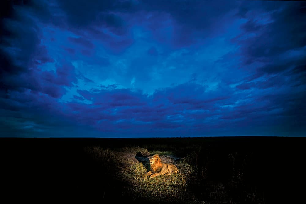 Low-light wildlife photography, Lion, Maasai Mara, Kenya