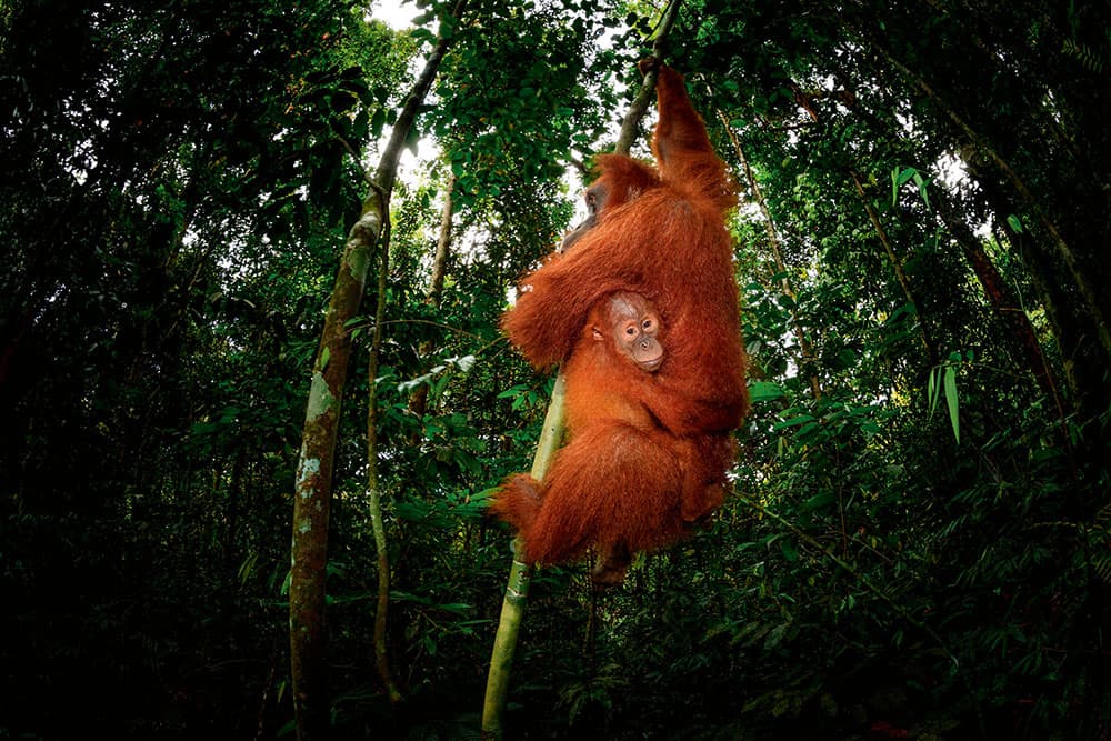 Orangutans, Sumatra, Indonesia