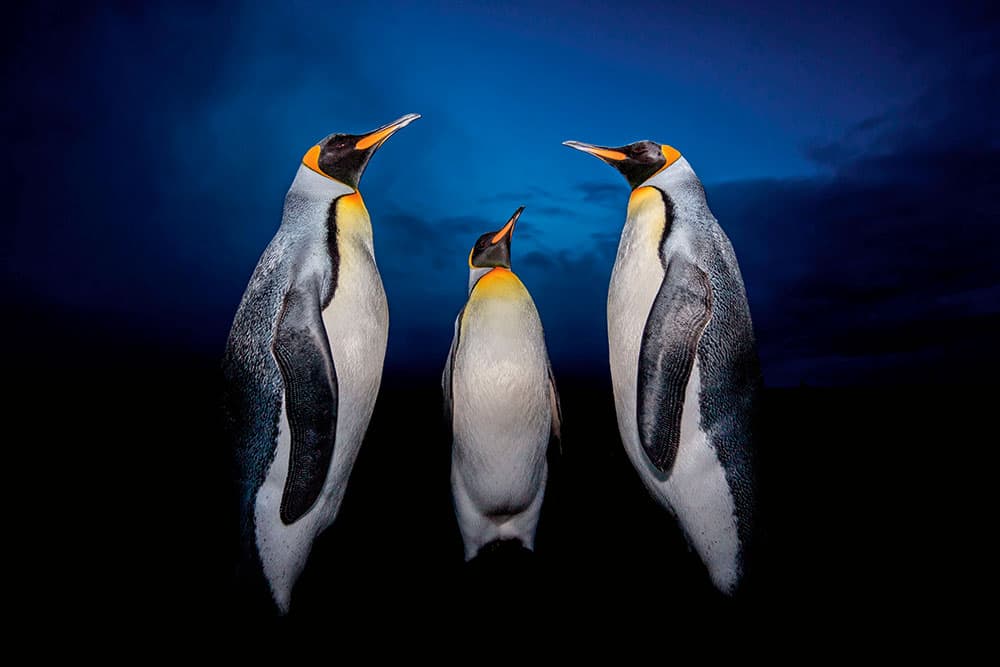 Low-light wildlife photography, Penguins, Volunteer Point, Falkland Islands