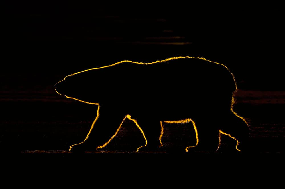 Low-light wildlife photography, Polar bear, Arctic National Wildlife Refuge, USA