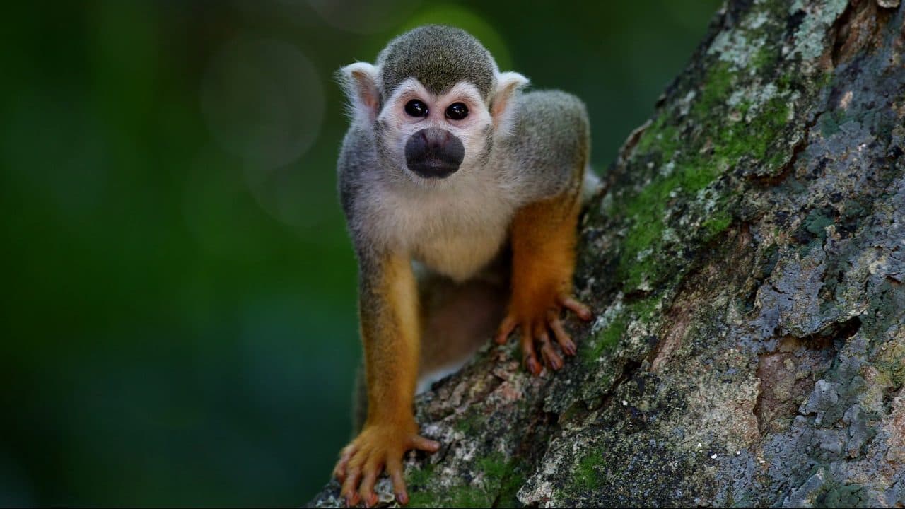 Shutterstock ban 'unnatural' photographs of primates | Amateur Photographer