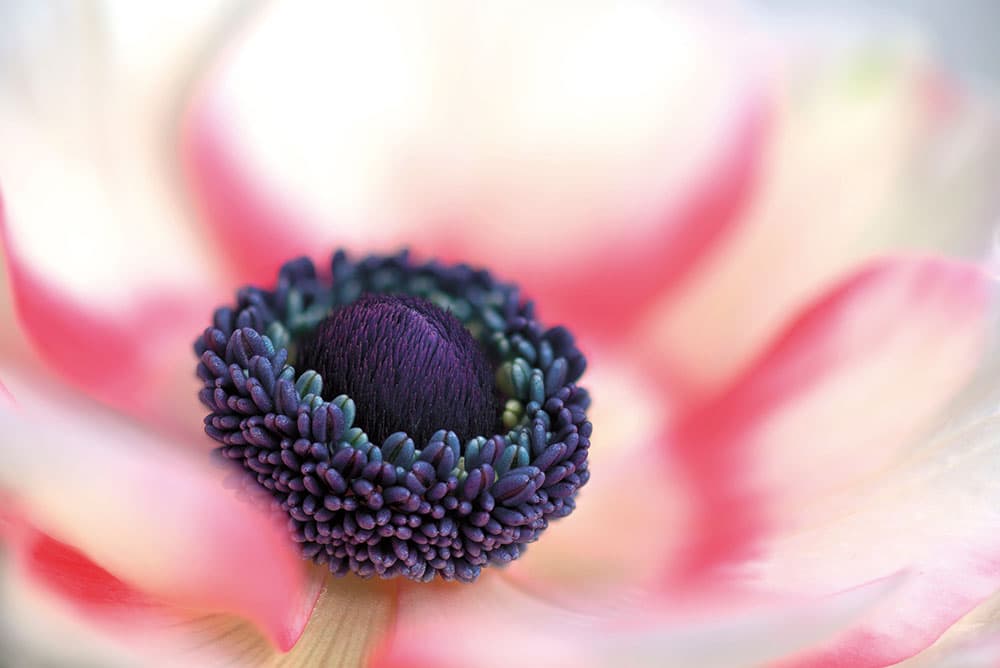 Anemone light pink flower petals with a purple middle Macro - Credit: Sue Bishop