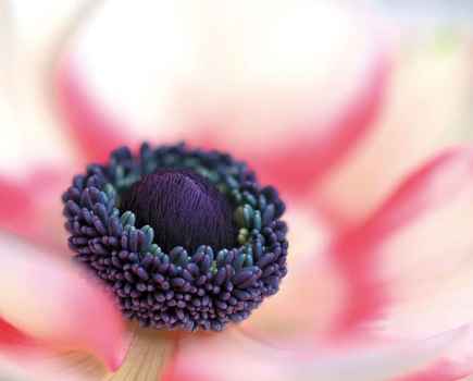 Anemone Macro - Credit: Sue Bishop