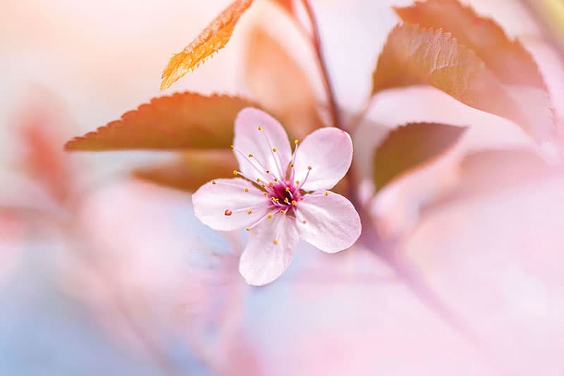 flower close-ups wild blossom