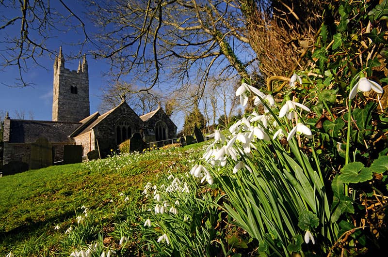 wildflower landscapes snowdrops