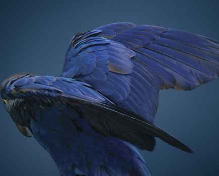 Tim Flach: Hyacinth macaw