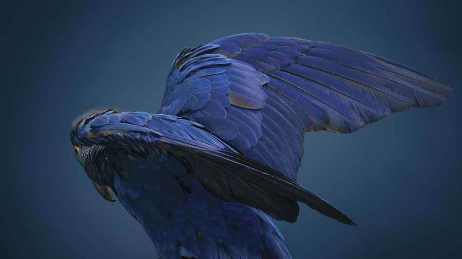 Tim Flach: Hyacinth macaw