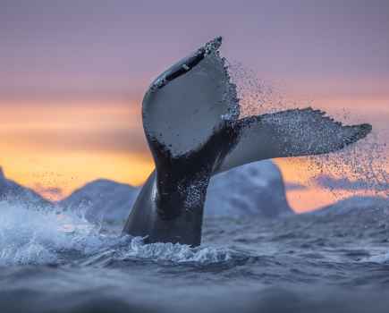 Diving humpback whale, Arctic coast Canon EOS 5D Mark III with a Canon EF 70-200mm f/2.8L IS II USM lens, 1/640sec at f/2.8, ISO 1600