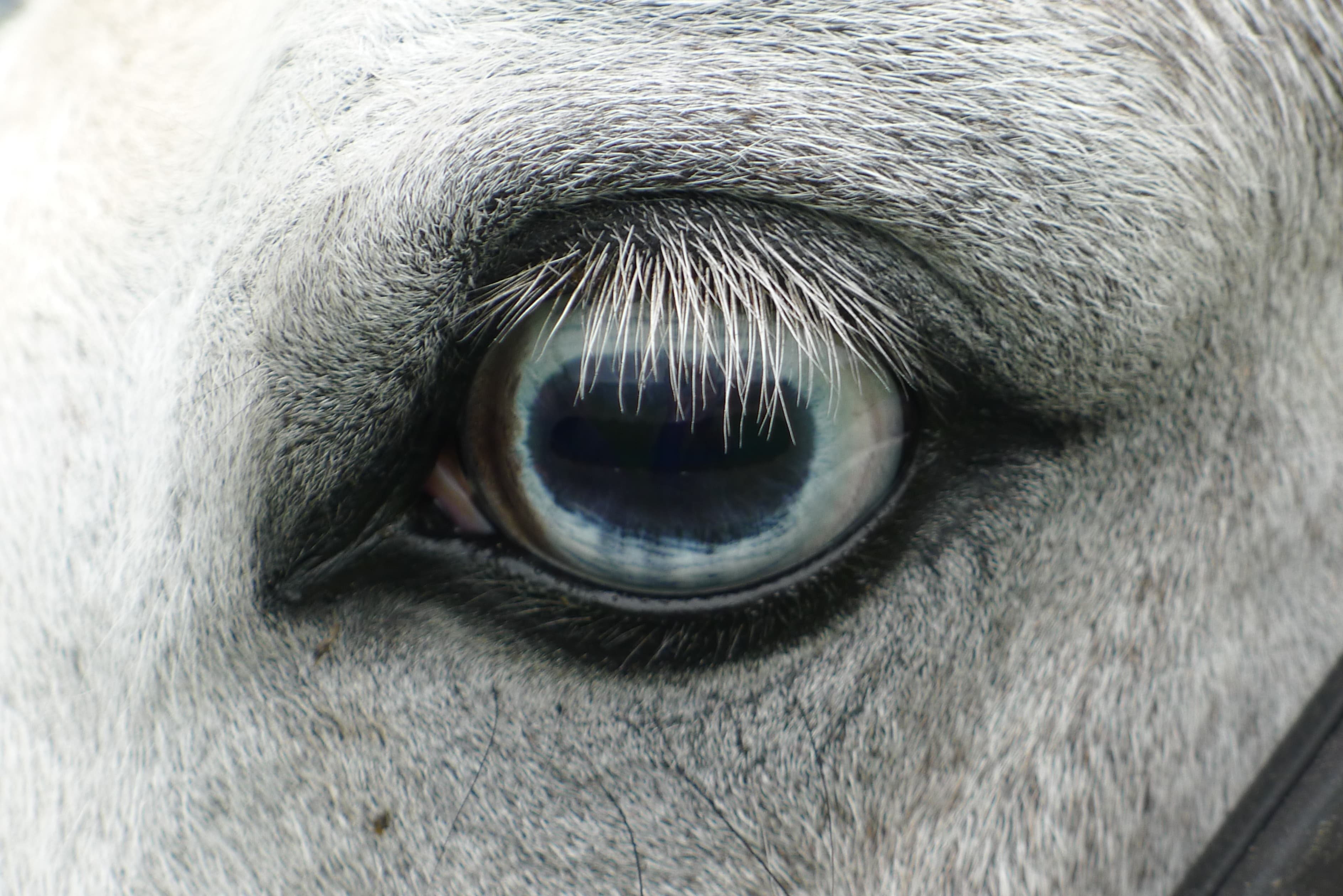 The most technically accomplished entry, this close up of a horse's eye by Lord Crathorne is beautifully lit and incredibly detailed.