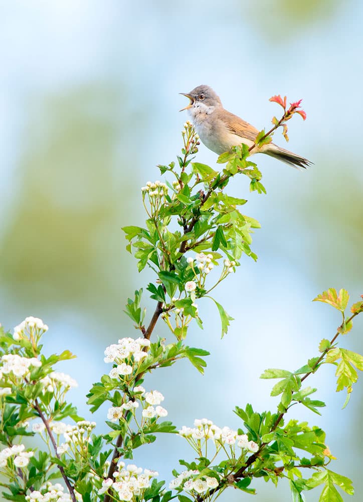 Bird photography singing whitethroat