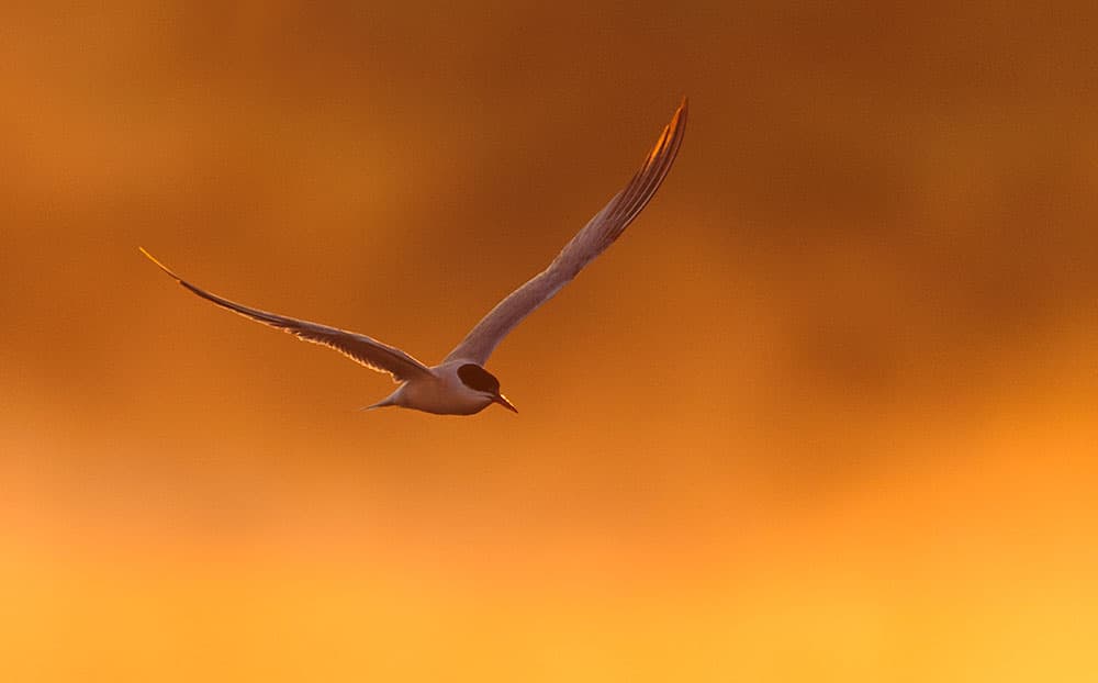 bird photography common terns