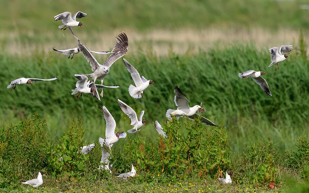 bird photography wetland birds