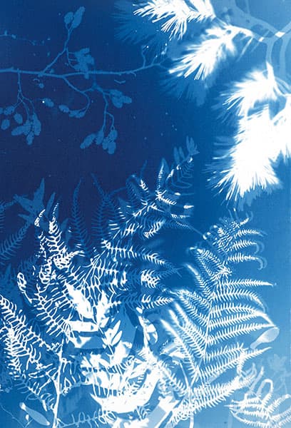 Cyanotypes be more experimental