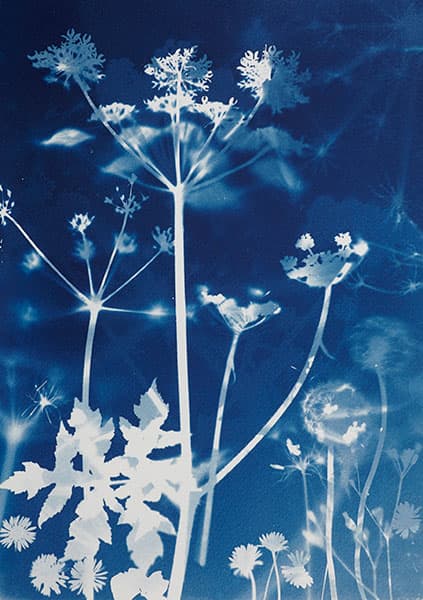 Cyanotypes why it works