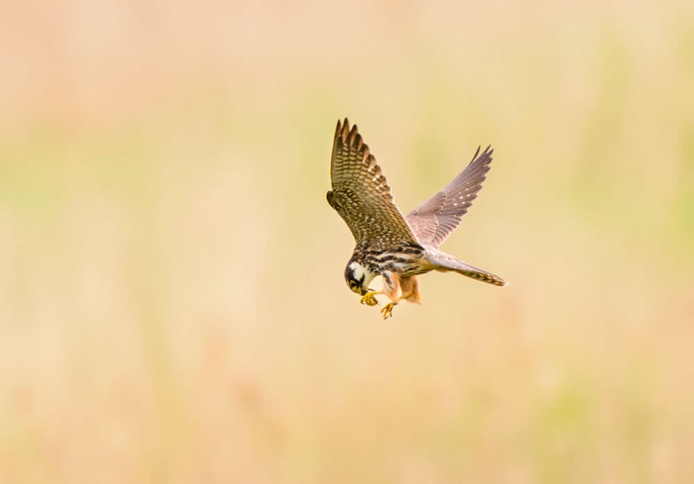 Hobbies coming in to land