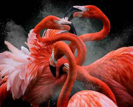 Pedro Jarque Krebs Bird Photographer of the Year