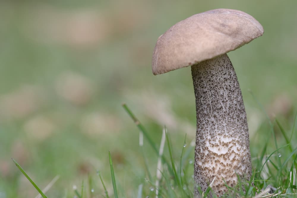 Autumn macro mushroom