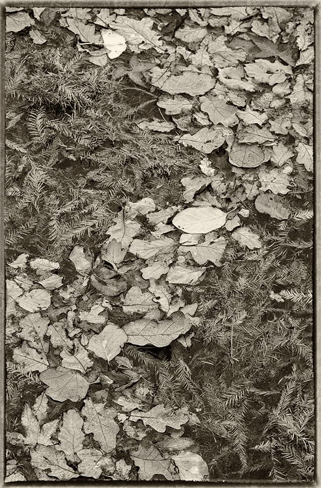 Autumn macro sepia leaves